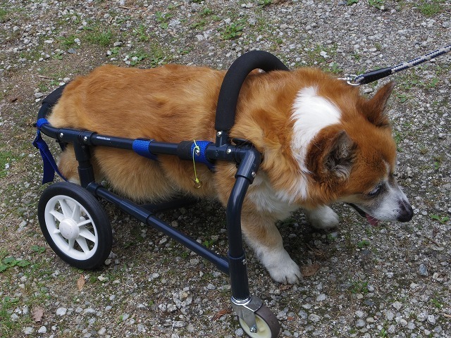 640×480IMGP7223.jpg