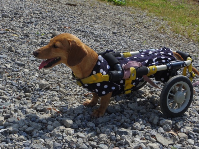 640×480-IMGP1520.jpg