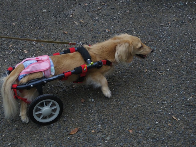 640×480-IMGP2380.jpg