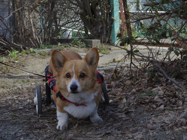 640×480-IMGP3116.jpg