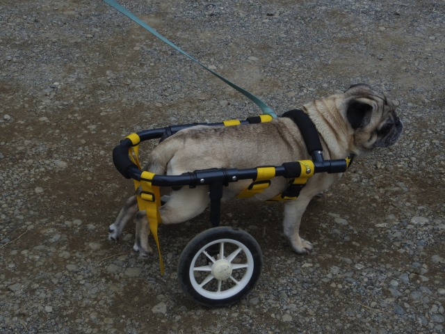 640×480-IMGP4406.jpg