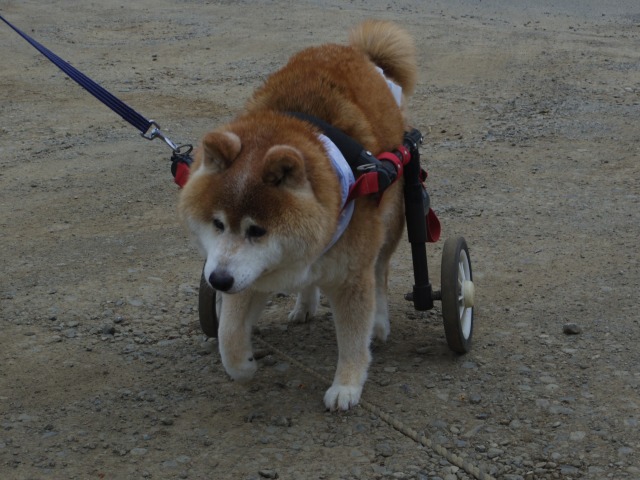 640×480-IMGP4747.jpg