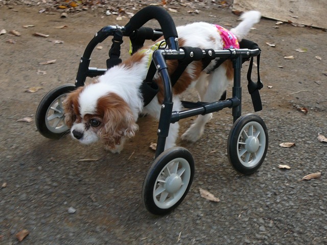 640×480-P1120164.jpg