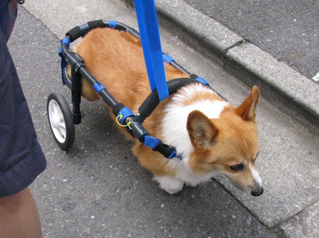640×480-Taro_110817_2.jpg