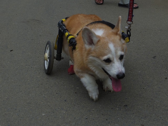 640×480IMGP0510.jpg