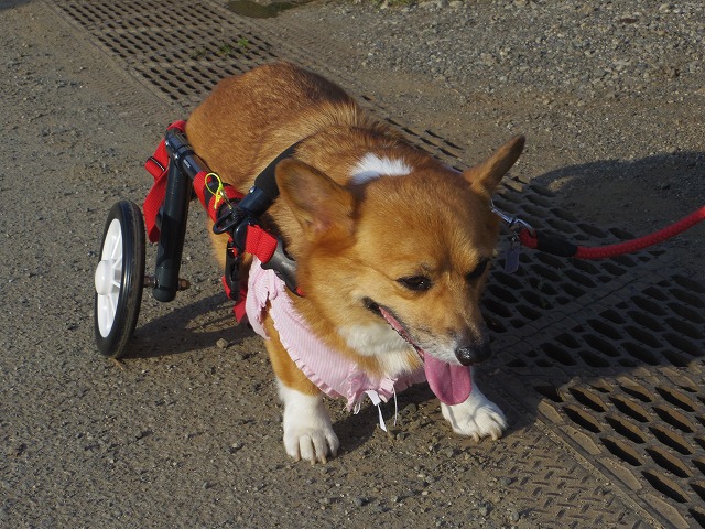 640×480IMGP1102.jpg