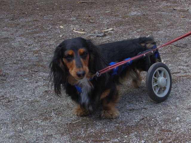 640×480IMGP2193.jpg