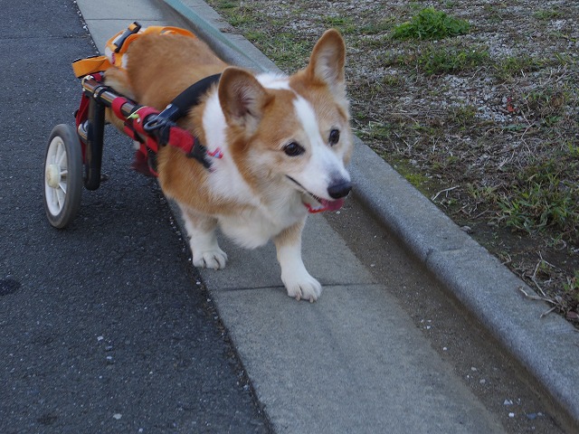 640×480IMGP6627.jpg