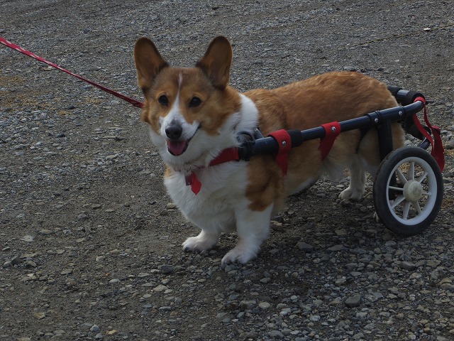 640×480IMGP7384.jpg