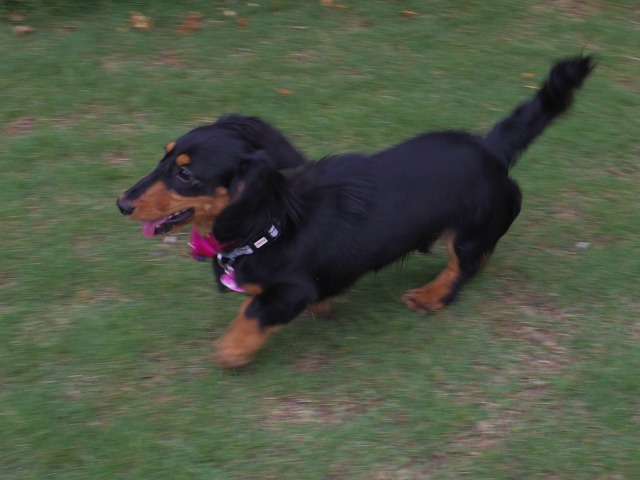 640×480IMGP8766.jpg