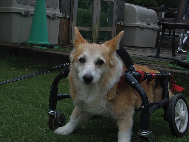 640×480IMGP8811.jpg