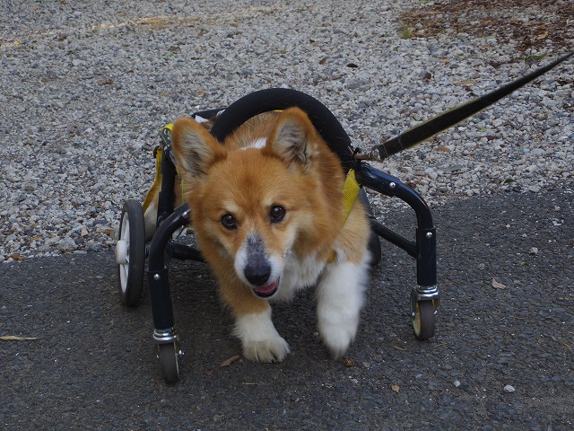 640×480IMGP8943.jpg