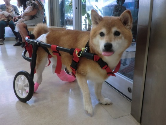 チャコ.jpg