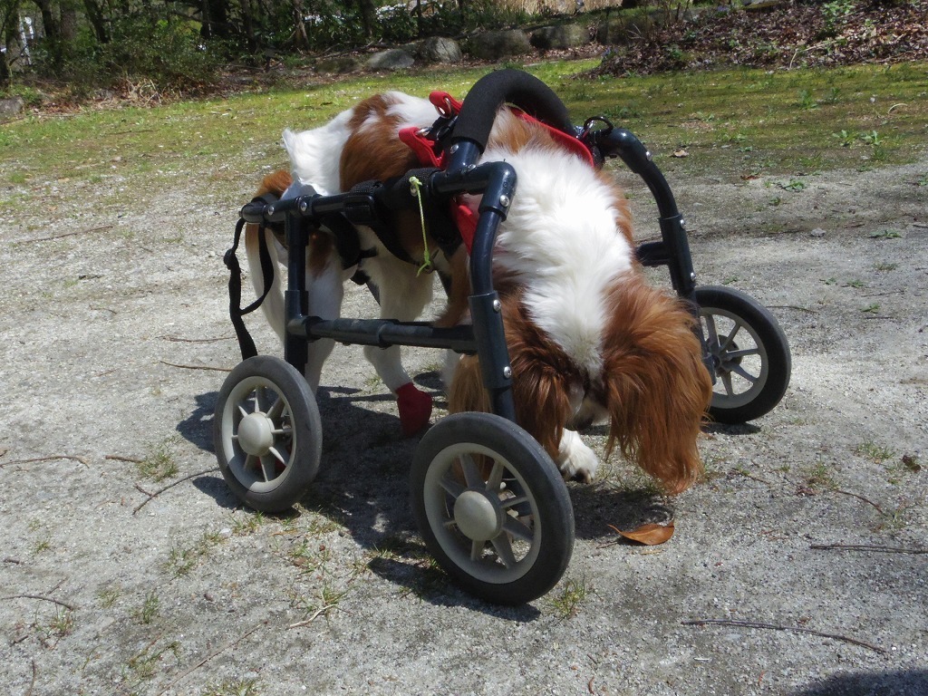 犬・ネコ用車椅子
