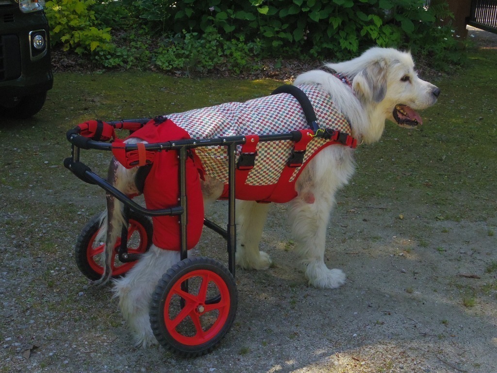 クリアランス買付 中型犬~大型犬用 車椅子 adoworks | polisa-click.co.il