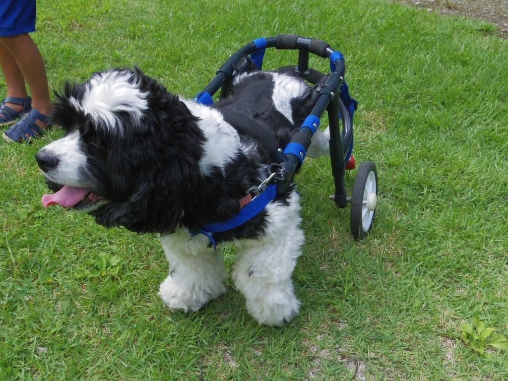 adoworks 犬車椅子