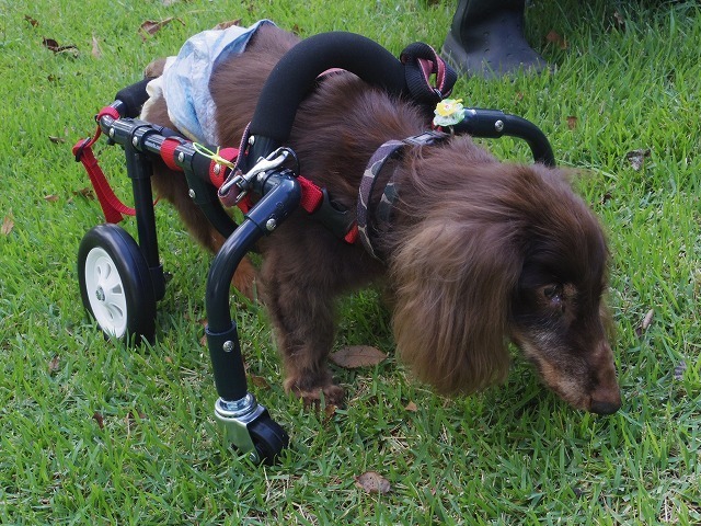 09 の犬用車椅子 犬 ネコ用車椅子 Adoworks